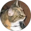 N Collins Avatar
